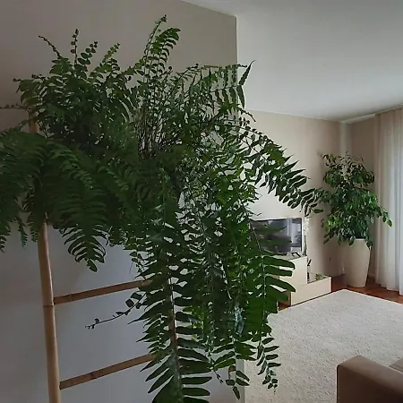 Jardim Na * מטוסיניוס